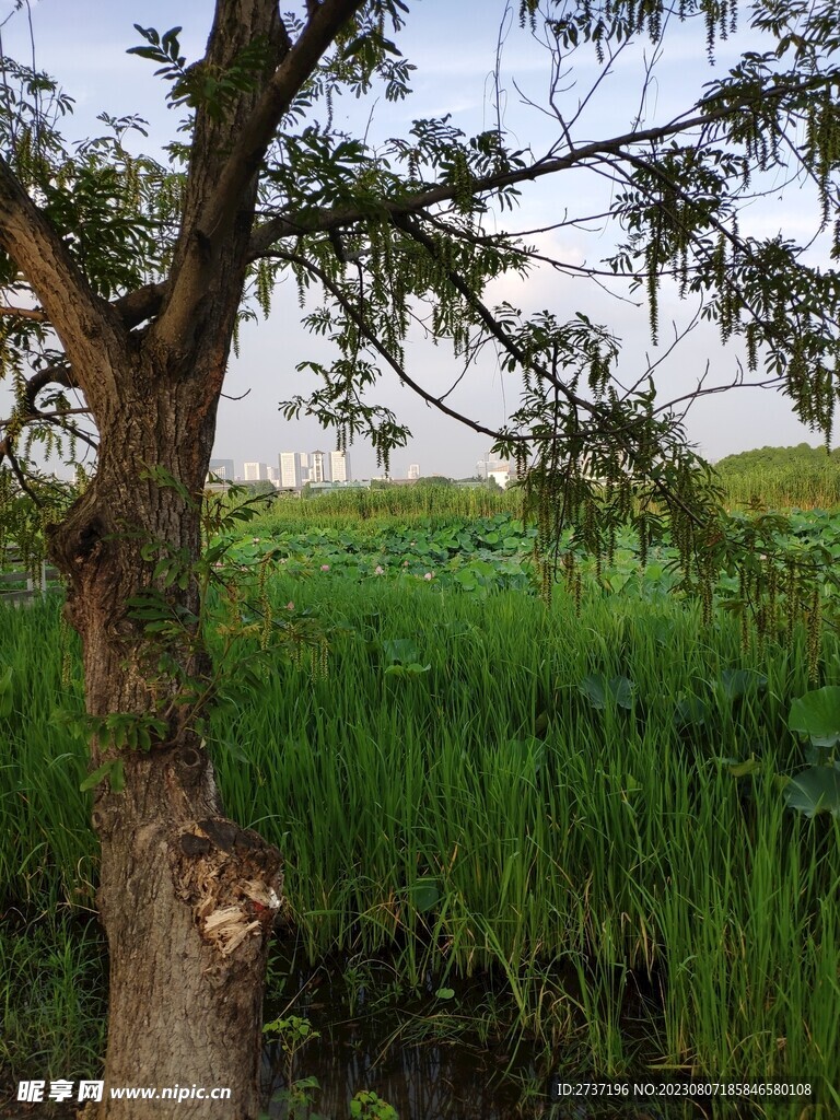 荷花池