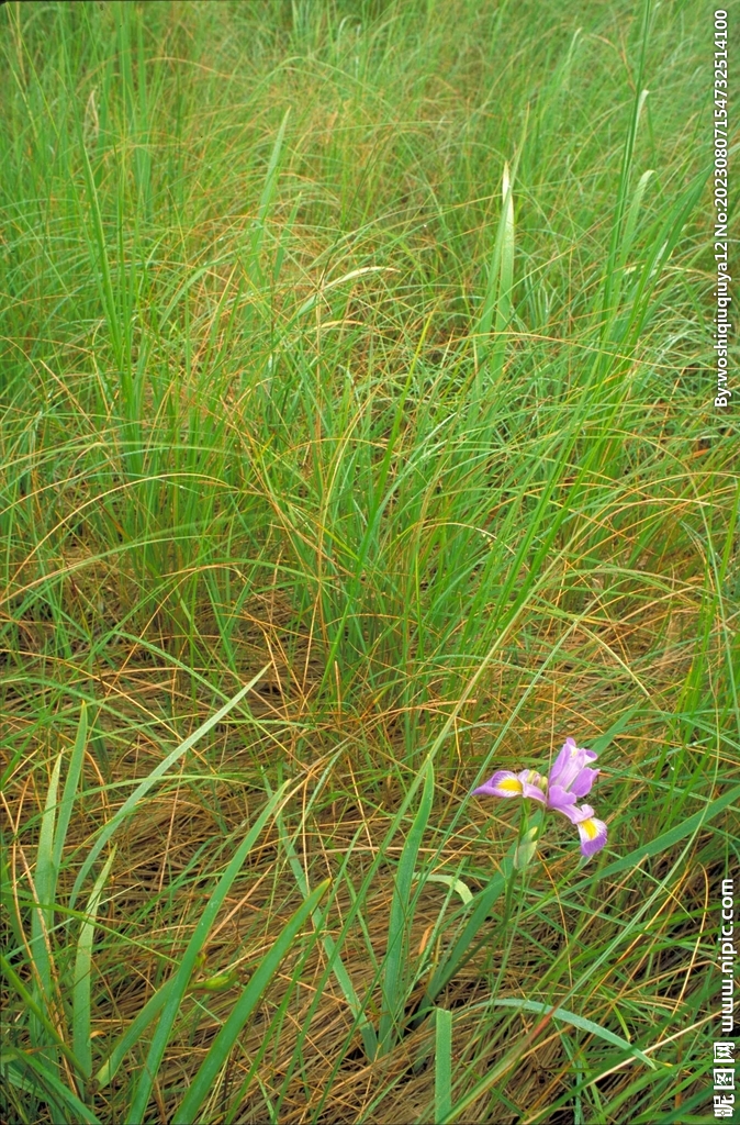 鸢尾花