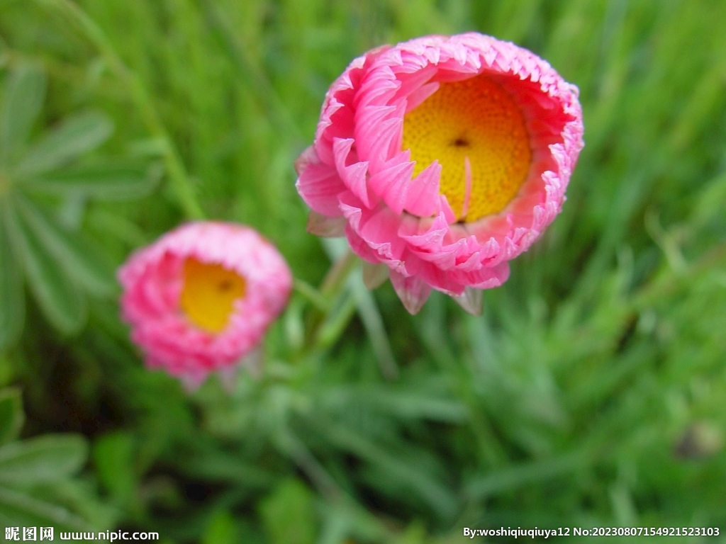 麦秆菊