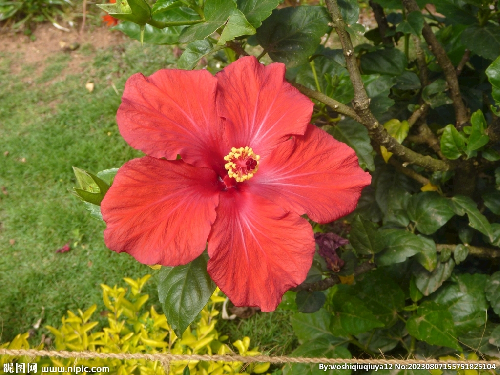 木槿花