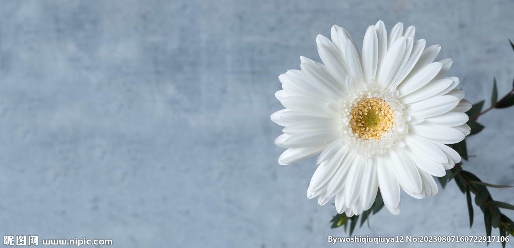 雏菊