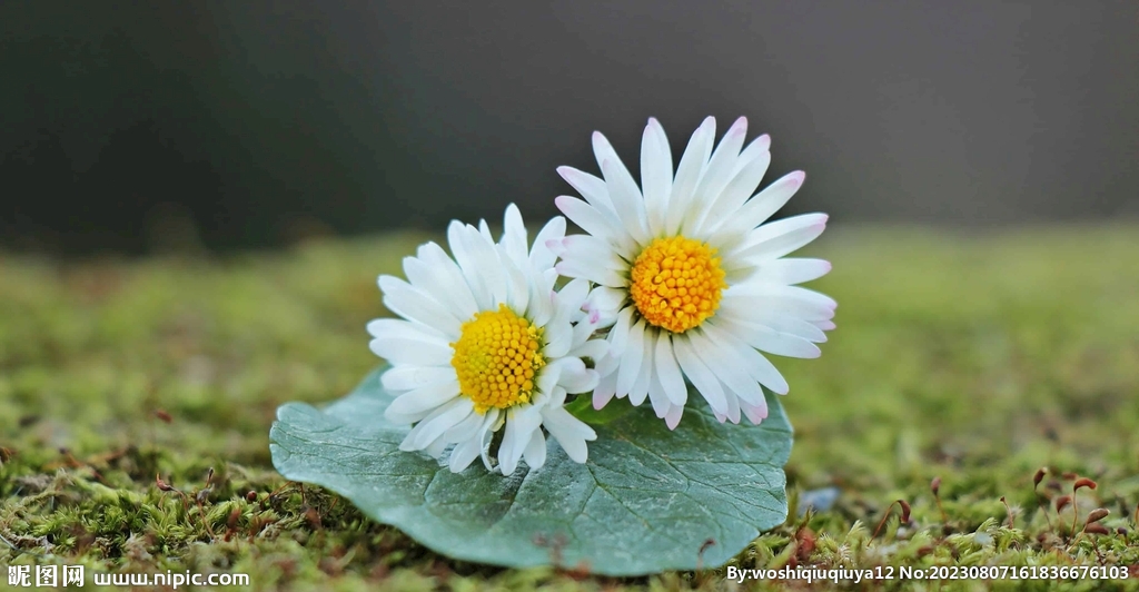 雏菊