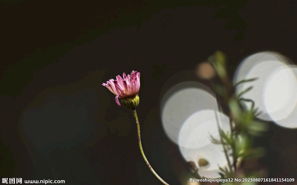 雏菊
