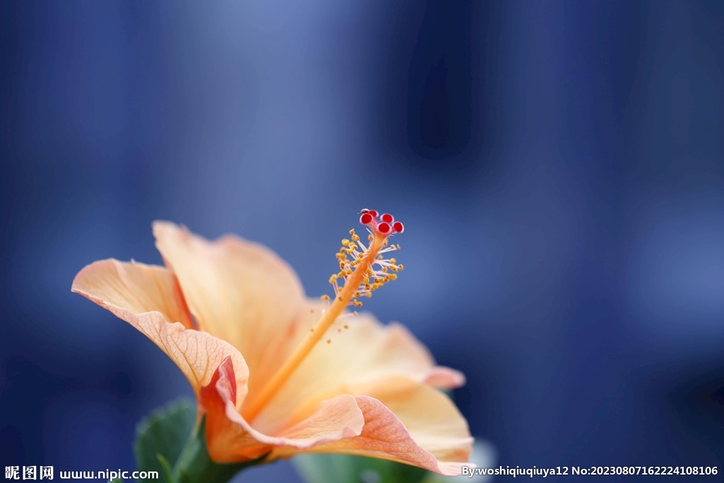 木槿花