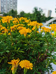 金菊花