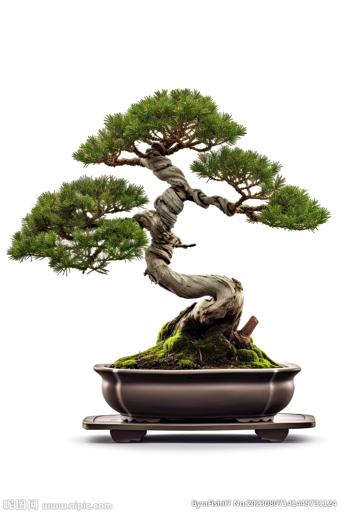 盆栽