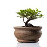 盆栽素材