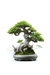 盆栽素材