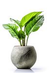 盆栽素材