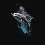 海豚