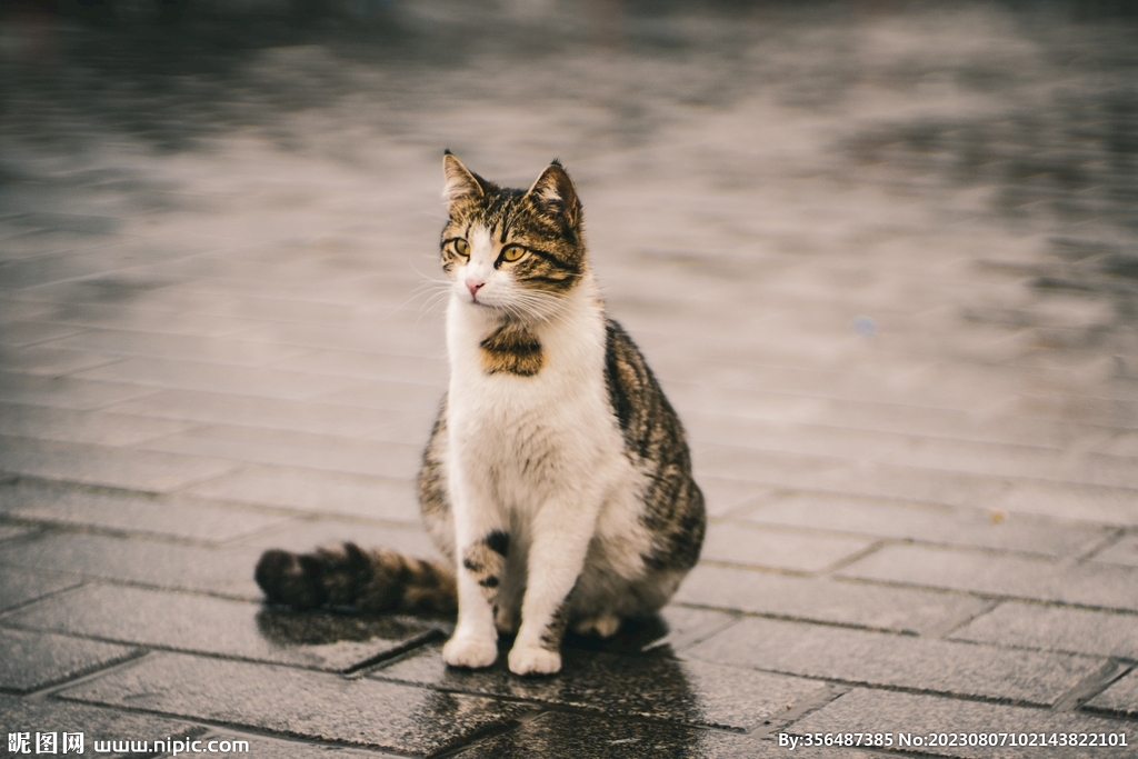 猫