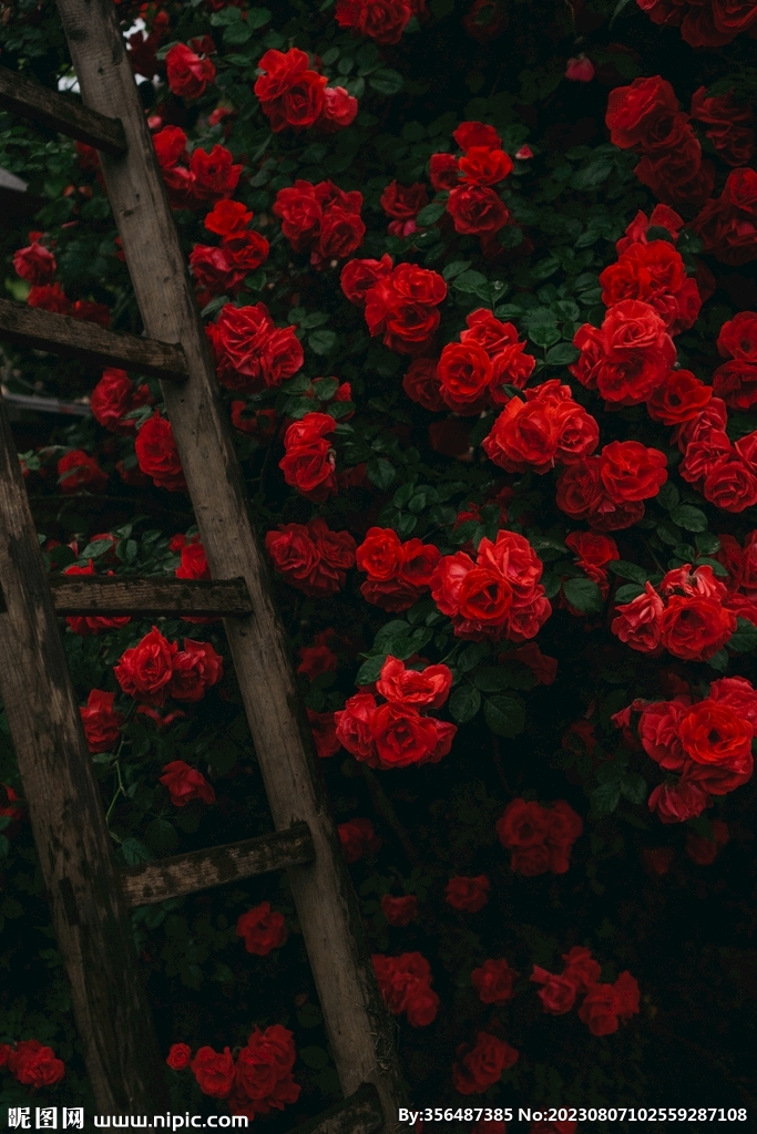 玫瑰花
