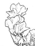 白玉兰白描