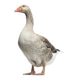 大鹅