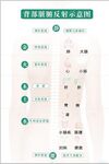 背部穴位反射图