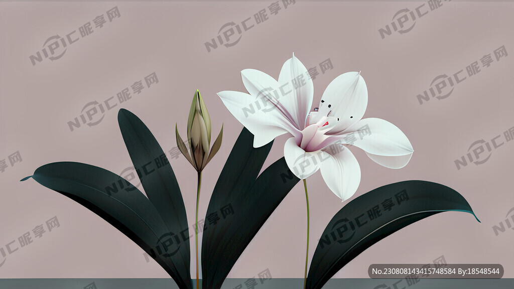 马兰花极简色大气