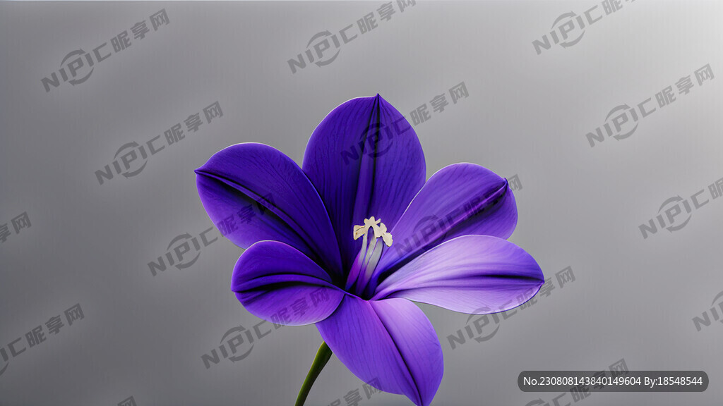 马兰花极简紫色纯色一朵花