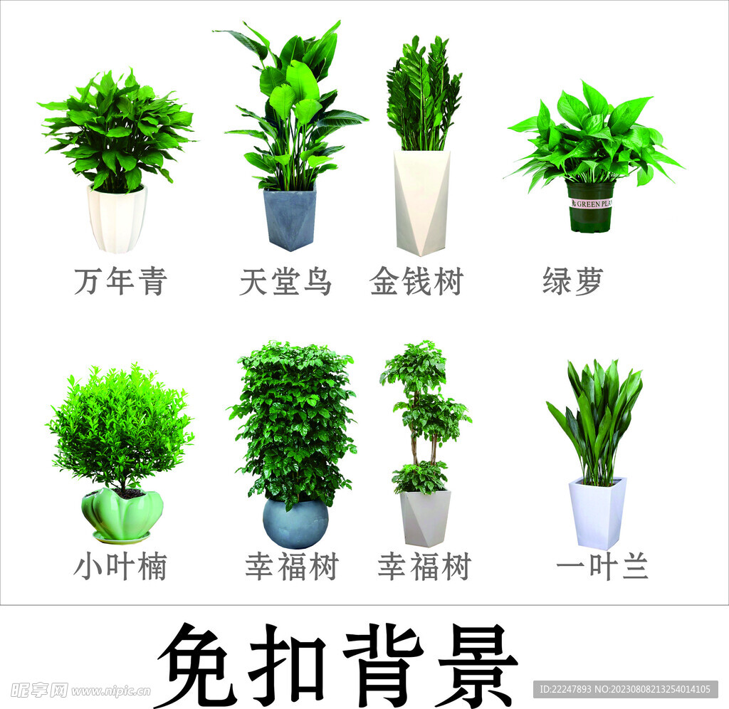 绿叶观赏植物图片大全 _排行榜大全