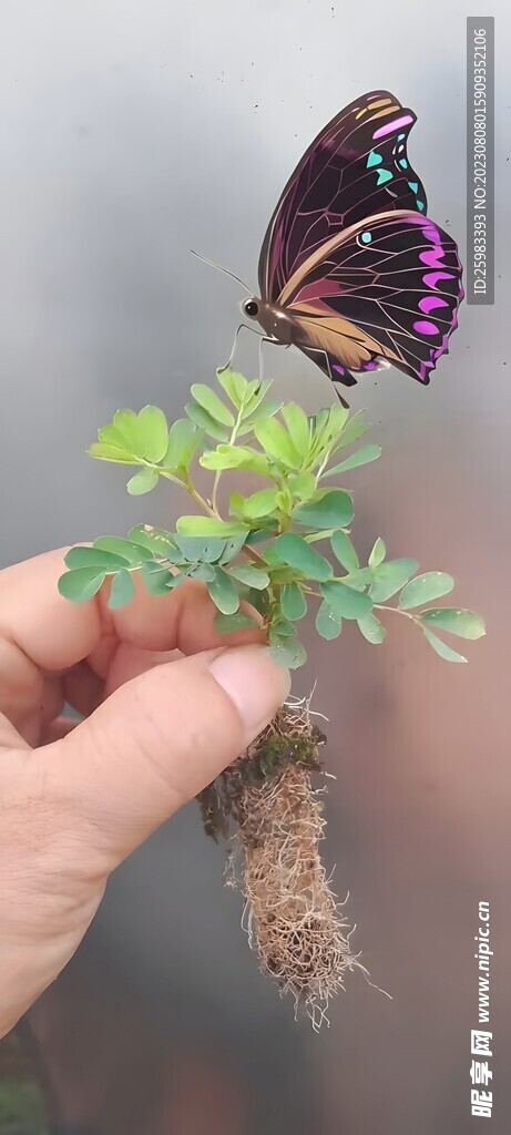 小草上的蝴蝶