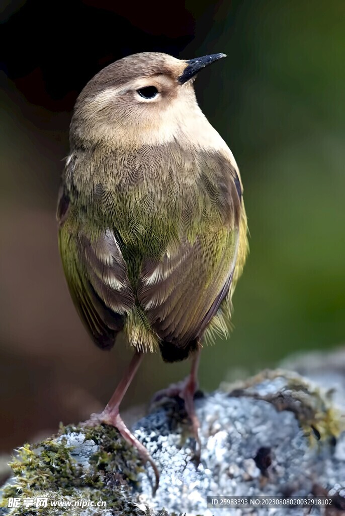 山雀