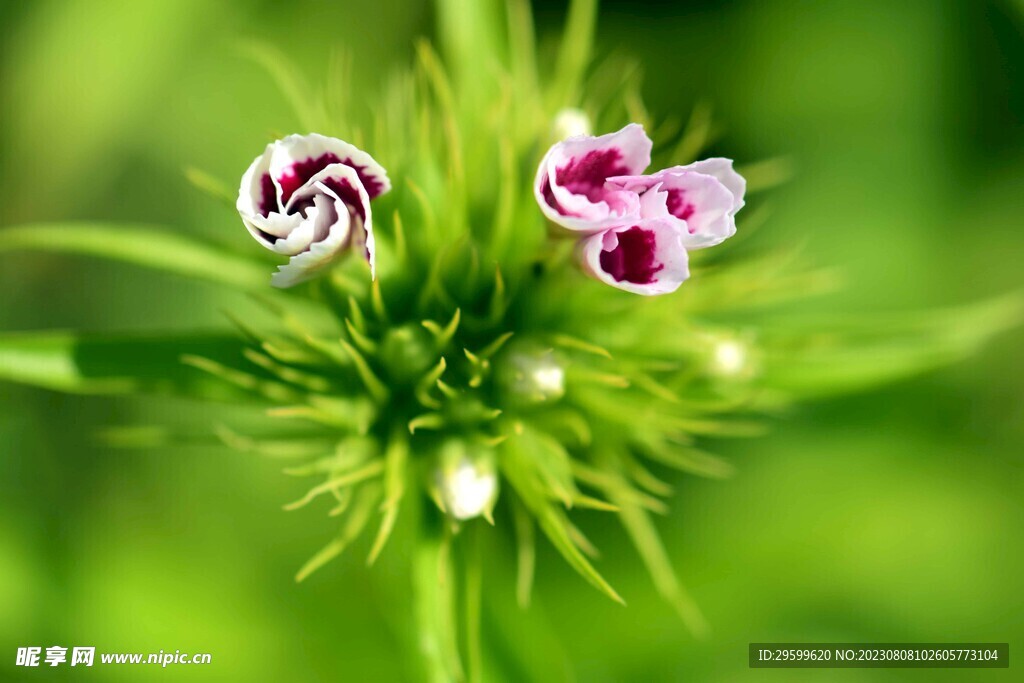 石竹花