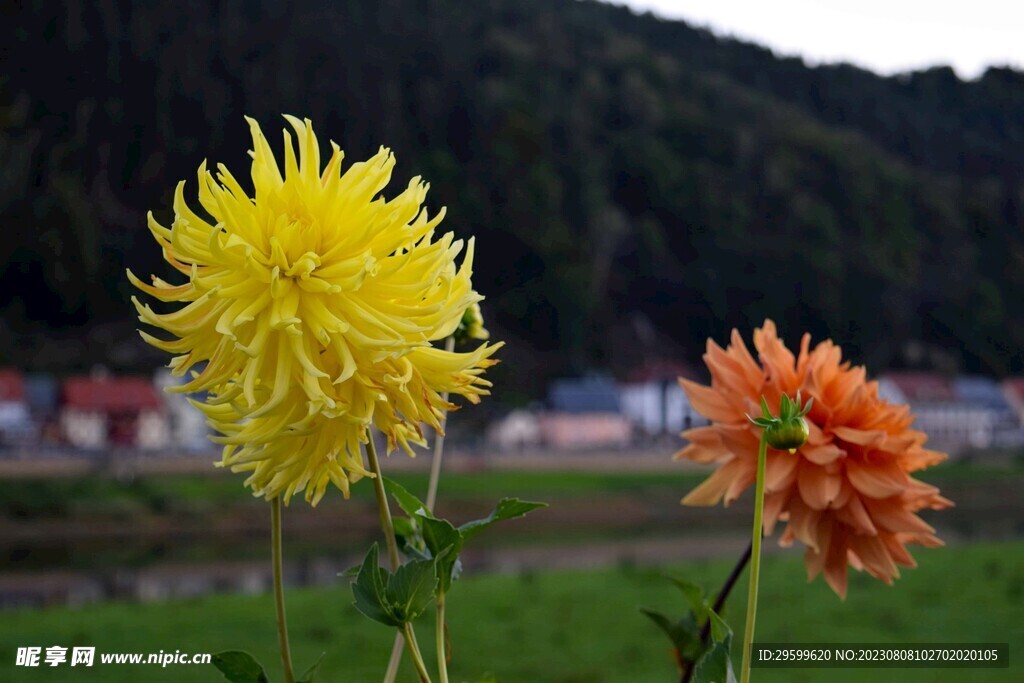 大丽花