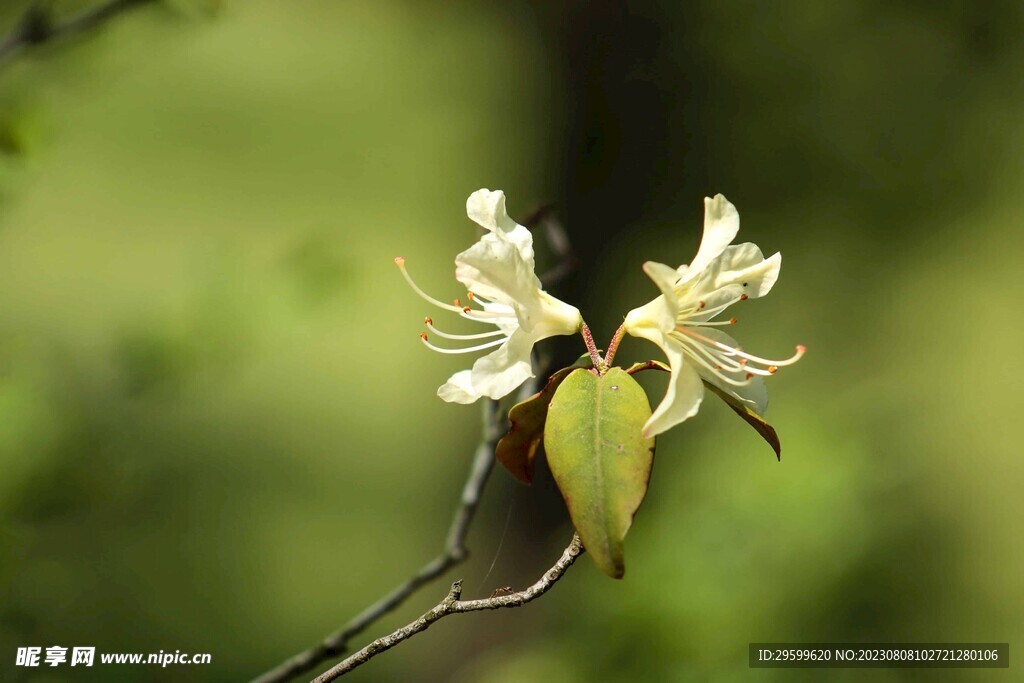 杜鹃花