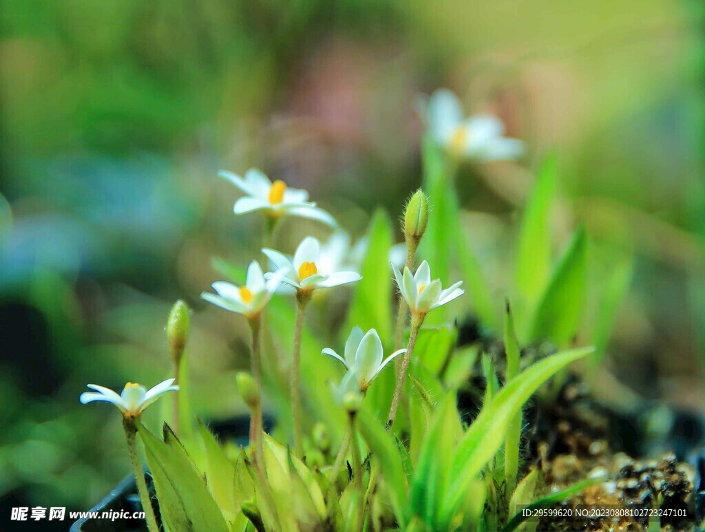 银莲花