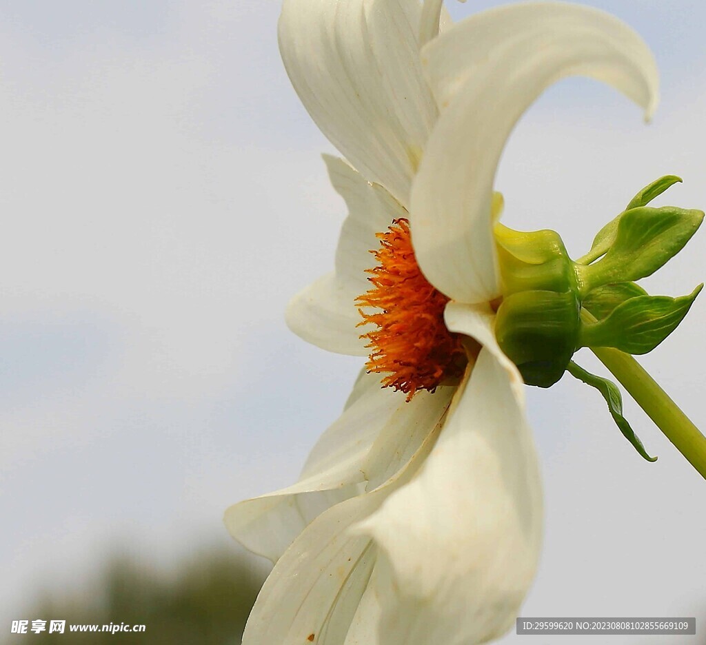 雏菊