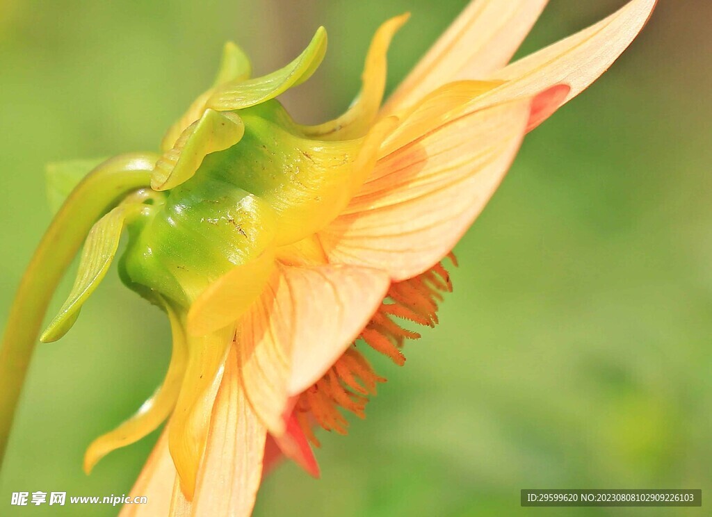 松果菊