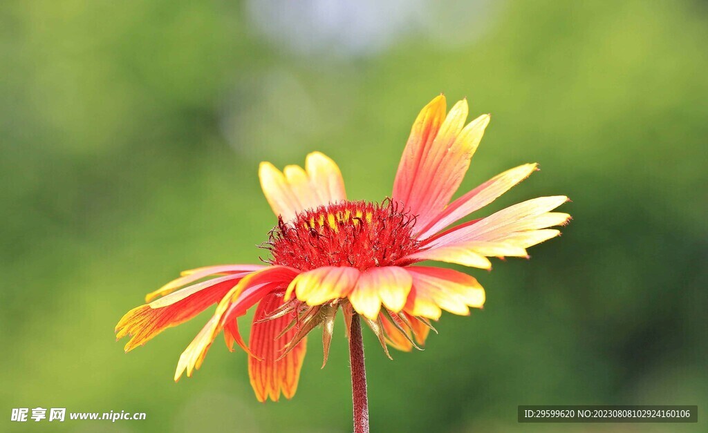 松果菊