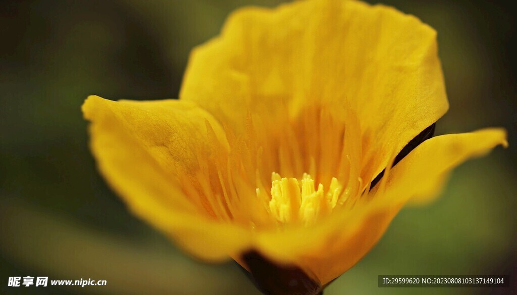 花菱草