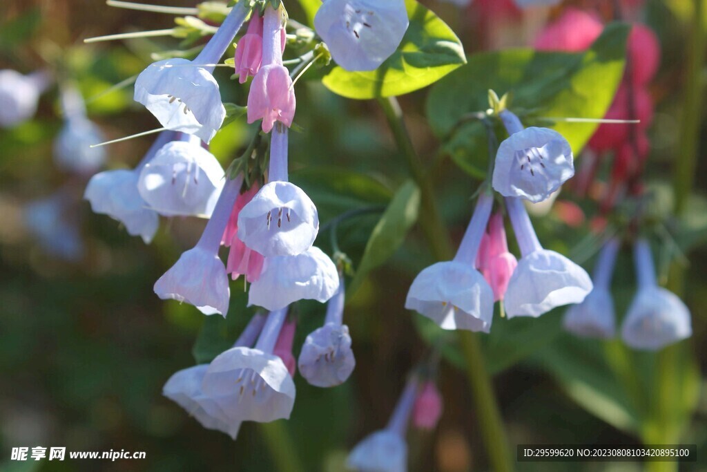 胭脂花