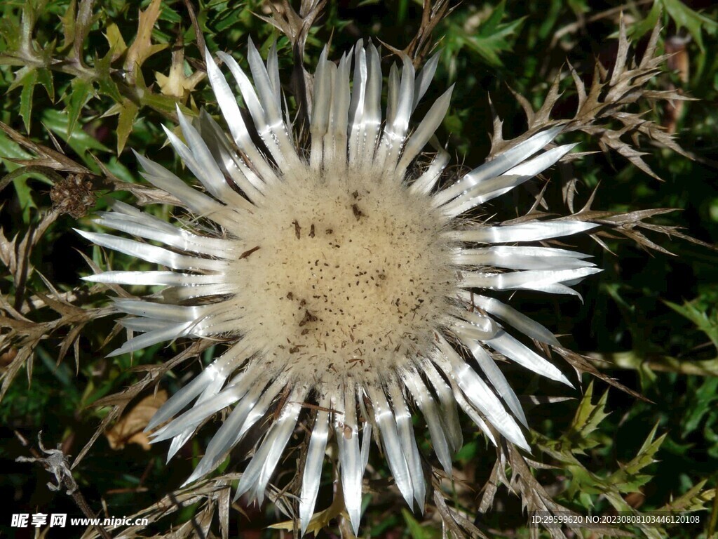 黄花婆罗门参