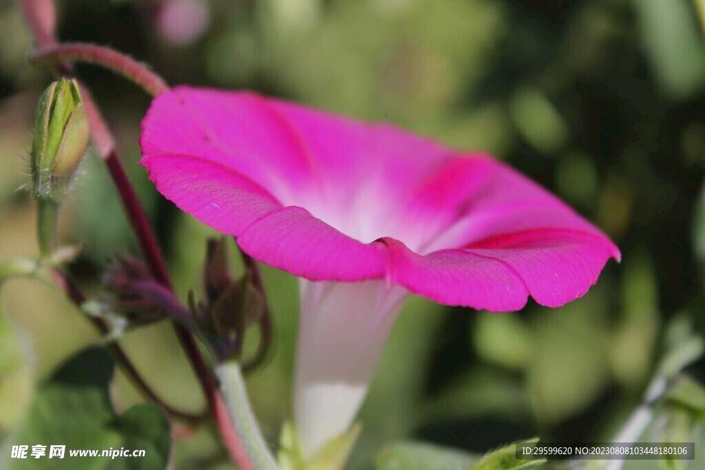 牵牛花