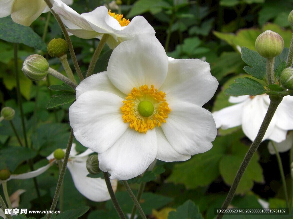 野棉花