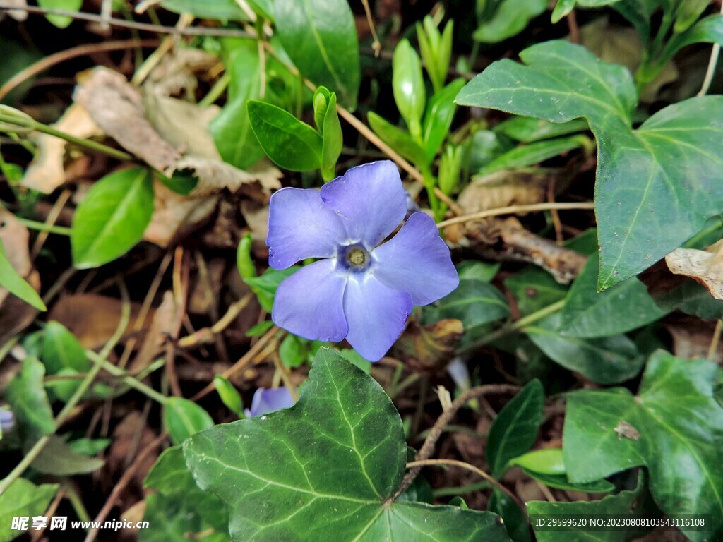 蔓长春花