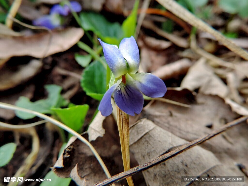 蔓长春花