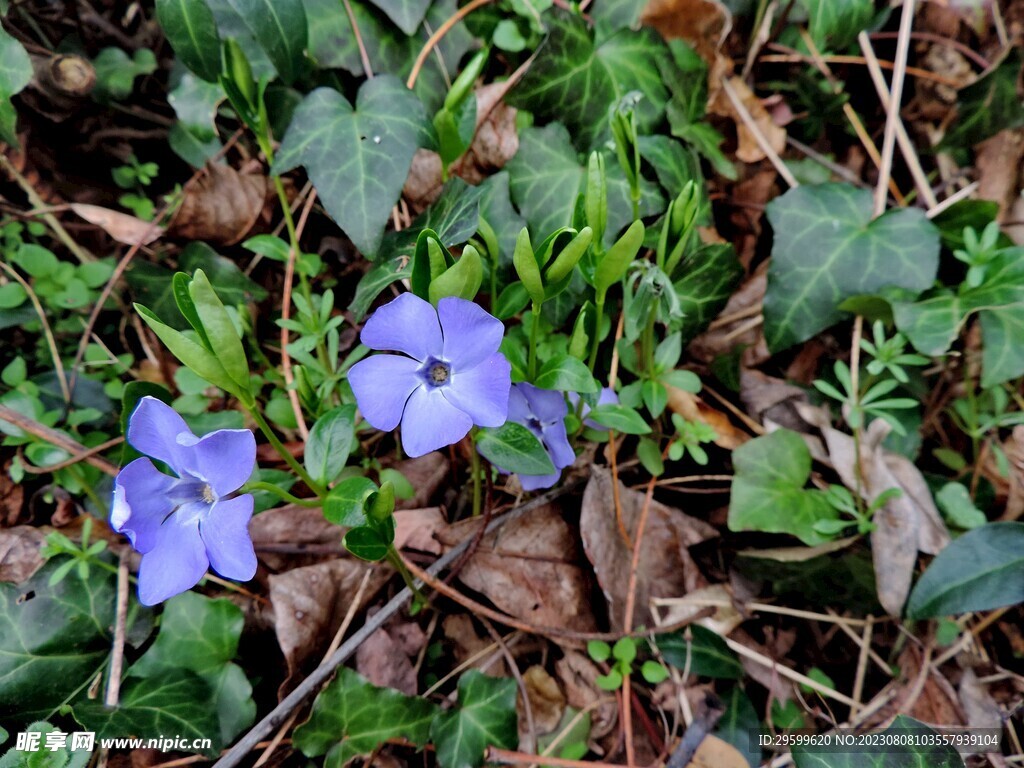 蔓长春花