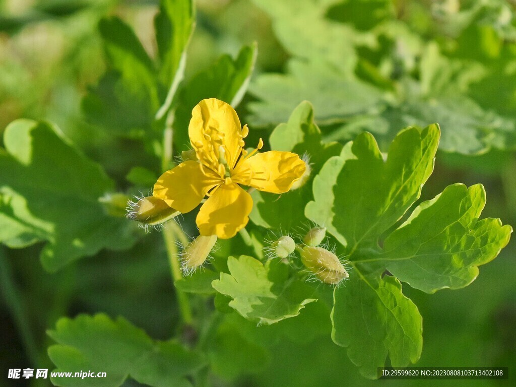 白屈菜