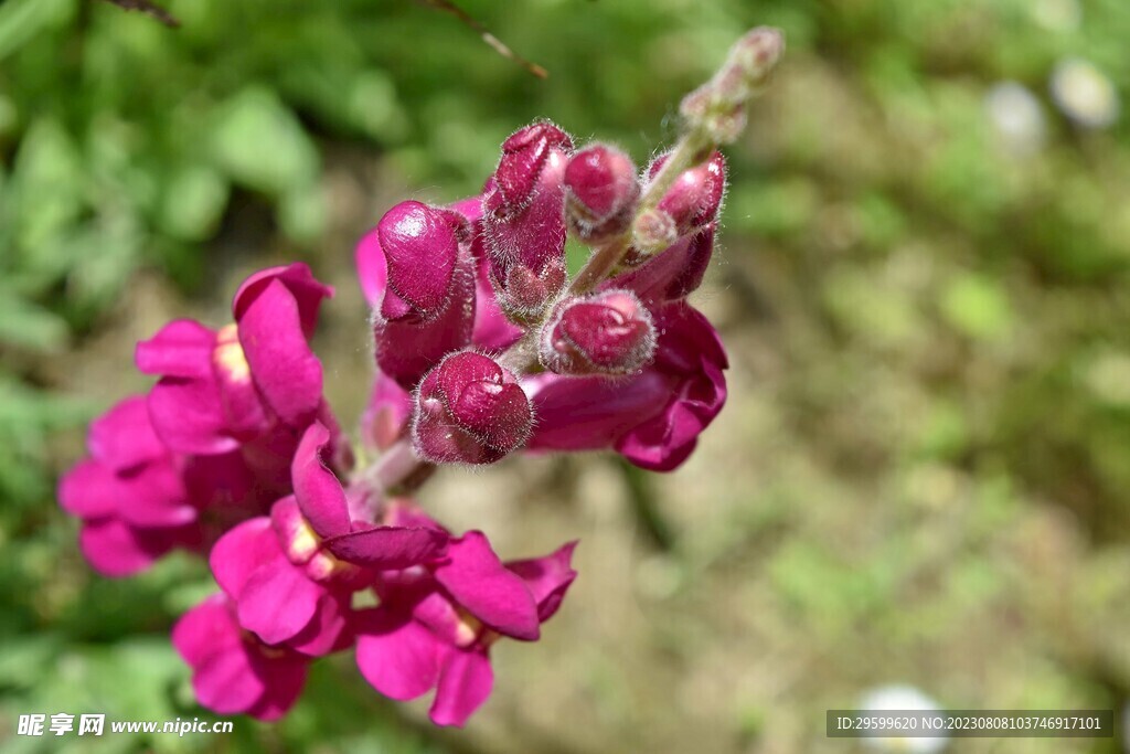 金鱼草