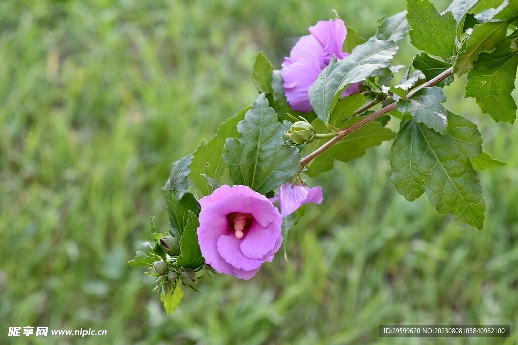 朱瑾花