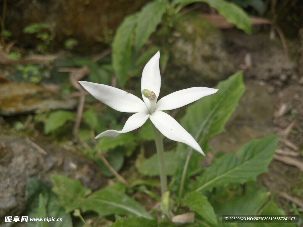 马醉草