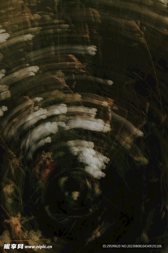 蓍草