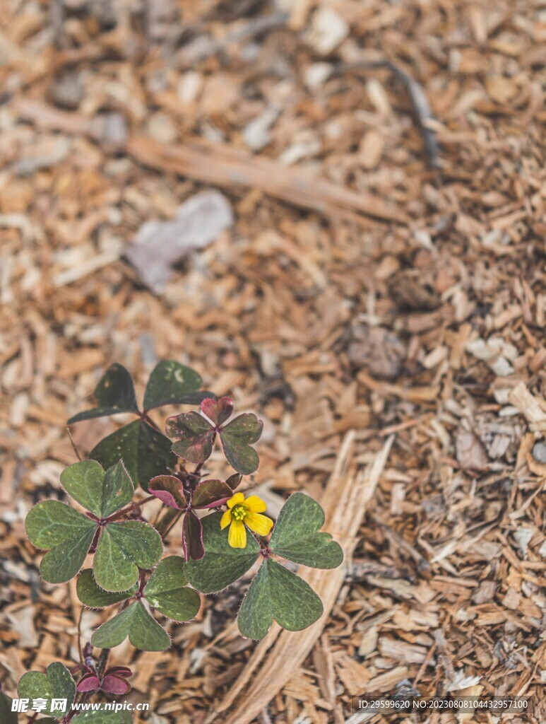 小黄花