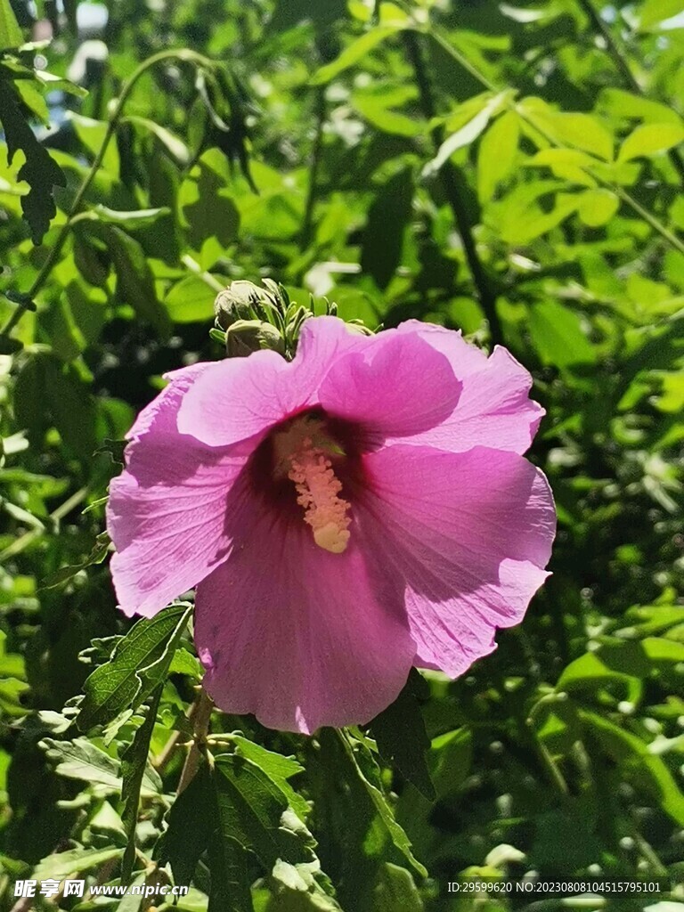 朱瑾花