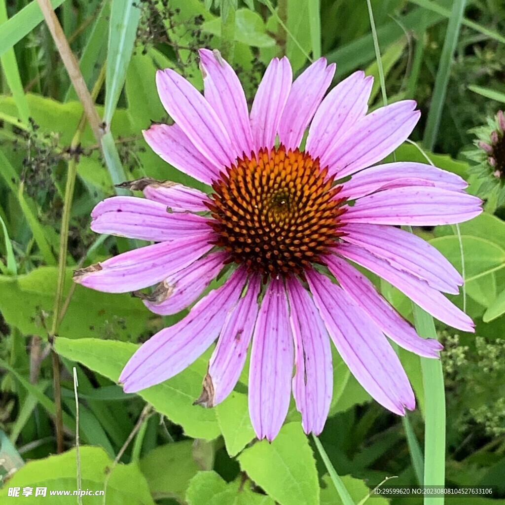 紫松果菊