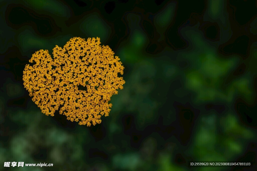 蓍草