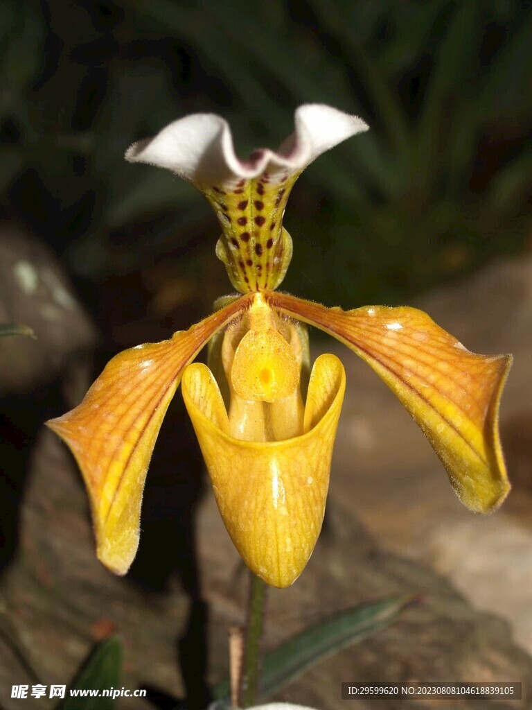 蝴蝶兰