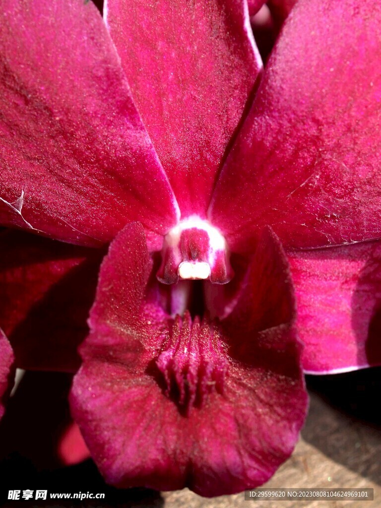 蝴蝶兰